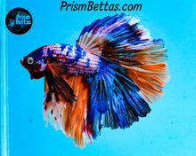 Load image into Gallery viewer, Rainbow Marble Rosetail Halfmoon Male