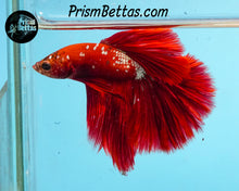 Load image into Gallery viewer, Red Hellboy Halfmoon Male
