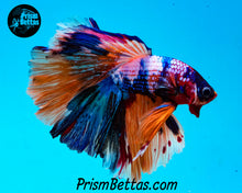 Load image into Gallery viewer, Rainbow Marble Rosetail Halfmoon Male