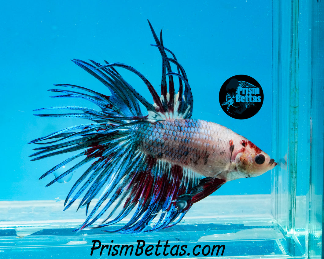 Marble Crowntail Male