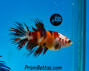 Candy Koi Crowntail Female