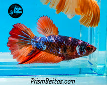 Load image into Gallery viewer, Candy Marble Halfmoon Female