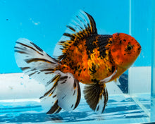 Load image into Gallery viewer, Calico Oranda (4 inches) Imported from Thailand