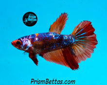 Load image into Gallery viewer, Candy Marble Halfmoon Female