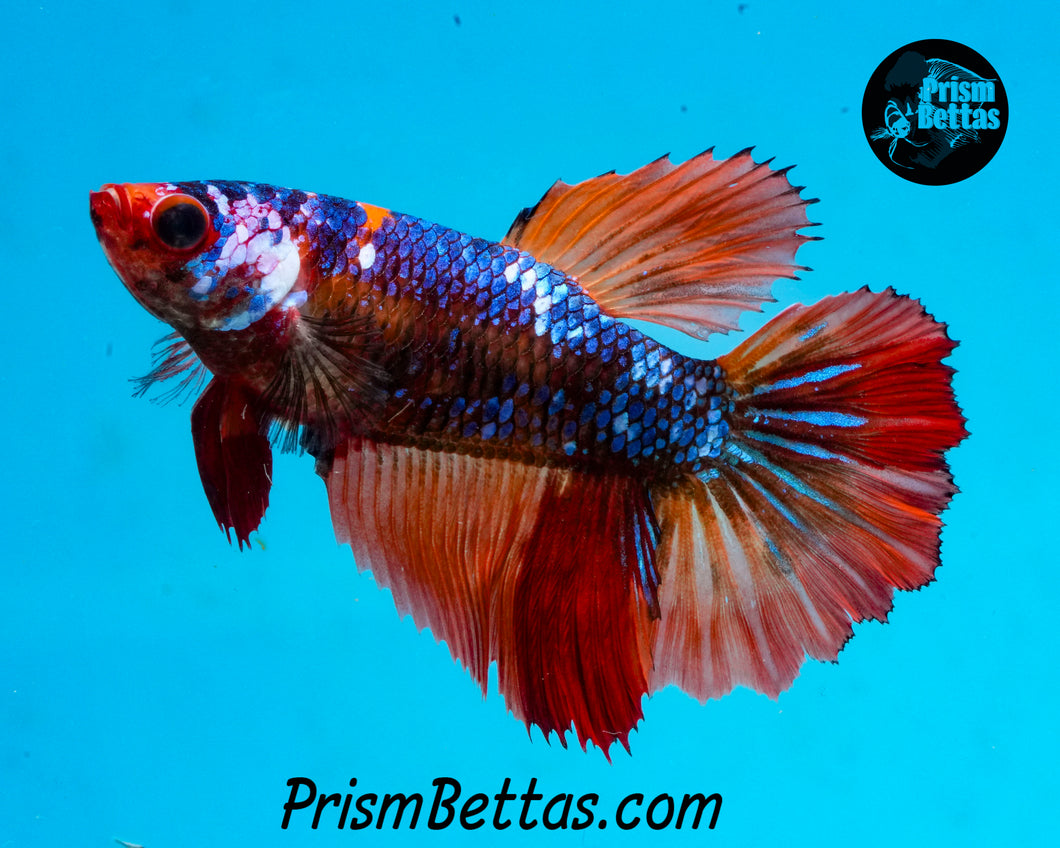 Candy Marble Halfmoon Female