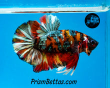 Load image into Gallery viewer, Copper Tiger Koi Halfmoon Plakat Male