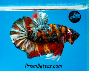 Copper Tiger Koi Halfmoon Plakat Male