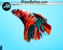 Load image into Gallery viewer, Candy Koi Halfmoon Male