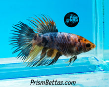 Load image into Gallery viewer, Marble Crowntail Female