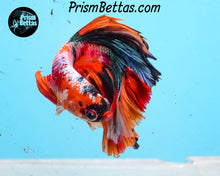 Load image into Gallery viewer, Candy Koi Halfmoon Male