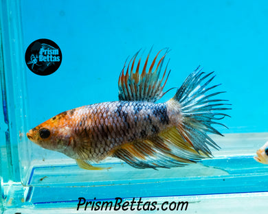 Marble Crowntail Female