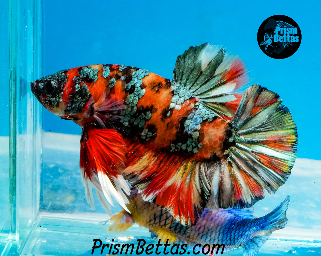 Copper Tiger Koi Halfmoon Plakat Male