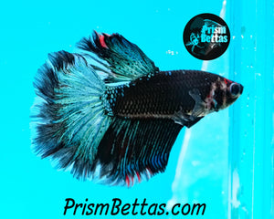 Blacklight Halfmoon Male