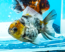 Load image into Gallery viewer, Calico Godzilla Shogun Oranda (3.5 inches) Imported from Thailand