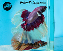 Load image into Gallery viewer, Salamander Butterfly Halfmoon Male