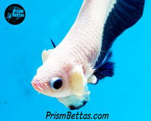 Load image into Gallery viewer, Blue Rim Marble Halfmoon Plakat Male