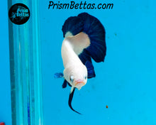 Load image into Gallery viewer, Blue Rim Marble Halfmoon Plakat Male