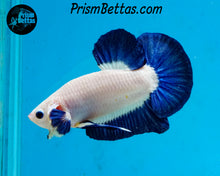 Load image into Gallery viewer, Blue Rim Marble Halfmoon Plakat Male