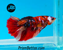 Load image into Gallery viewer, Candy Koi Halfmoon Female