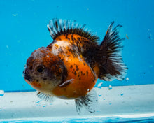 Load image into Gallery viewer, Calico Godzilla Shogun Oranda (3.5 inches) Imported from Thailand
