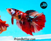 Load image into Gallery viewer, Candy Koi Halfmoon Female