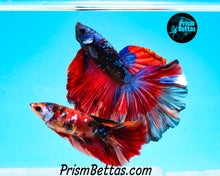 Load image into Gallery viewer, Candy Koi Halfmoon Female