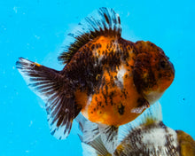 Load image into Gallery viewer, Calico Godzilla Shogun Oranda (3.5 inches) Imported from Thailand