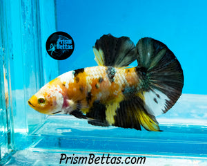 Yellow Copper Koi Halfmoon Plakat Male