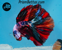 Load image into Gallery viewer, Rainbow Marble Halfmoon Male