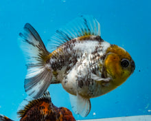 Load image into Gallery viewer, Calico Godzilla Shogun Oranda (3.5 inches) Imported from Thailand