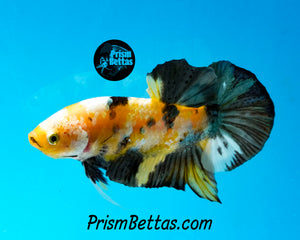 Yellow Copper Koi Halfmoon Plakat Male