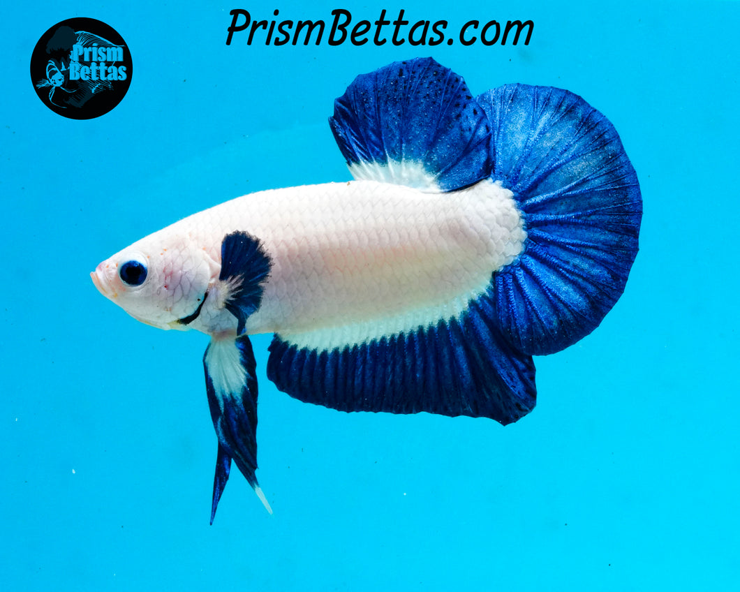 Blue Rim Marble Halfmoon Plakat Male