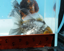 Load image into Gallery viewer, Calico Godzilla Shogun Oranda (3.5 inches) Imported from Thailand
