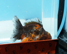 Load image into Gallery viewer, Calico Godzilla Shogun Oranda (3.5 inches) Imported from Thailand