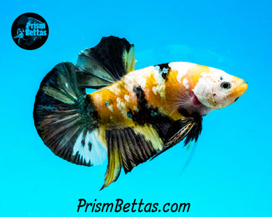 Yellow Copper Koi Halfmoon Plakat Male