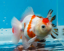 Load image into Gallery viewer, Orange and White Godzilla Shogun Oranda (4 inches) Imported from Thailand