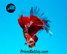 Load image into Gallery viewer, Red Copper Galaxy Butterfly Halfmoon Male