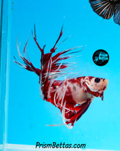 Load image into Gallery viewer, Koi Crowntail Male