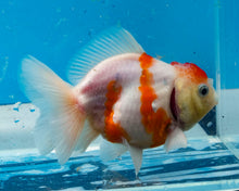 Load image into Gallery viewer, Orange and White Godzilla Shogun Oranda (4 inches) Imported from Thailand