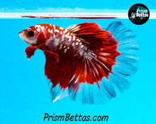 Load image into Gallery viewer, Red Copper Galaxy Butterfly Halfmoon Male