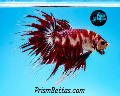 Koi Crowntail Male