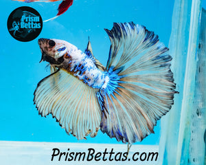 Marble Halfmoon Male