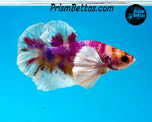 Load image into Gallery viewer, Rainbow Dumbo Halfmoon Plakat Male