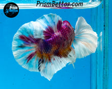 Load image into Gallery viewer, Rainbow Dumbo Halfmoon Plakat Male