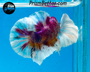 Rainbow Dumbo Halfmoon Plakat Male