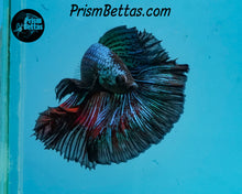 Load image into Gallery viewer, Green Orchid Halfmoon Male