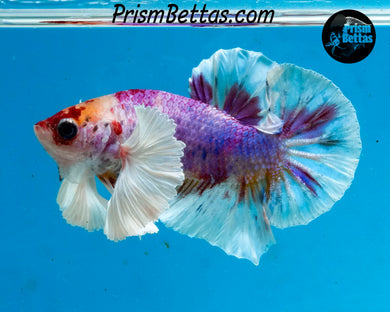 Rainbow Dumbo Halfmoon Plakat Male
