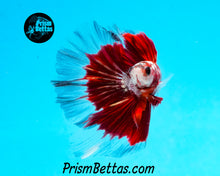 Load image into Gallery viewer, Red Copper Galaxy Butterfly Halfmoon Male