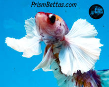 Load image into Gallery viewer, Rainbow Dumbo Halfmoon Plakat Male