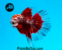 Load image into Gallery viewer, Red Copper Galaxy Butterfly Halfmoon Male